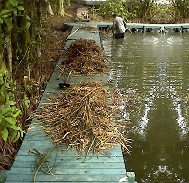 Piscícolas acuicultura tecnificada piscicultura 2015 estructuras piscicultura en jaulas y corrales sistema de jaulas flotantes fijas jaulas sumergidas estructuras acuicultura en tierra firme estanques lago ro mar lagunas estanques en tierra represas presas 08 564 Piscícolas acuicultura tecnificada piscicultura 2015 estructuras piscicultura en jaulas y corrales sistema de jaulas flotantes fijas jaulas sumergidas estructuras acuicultura en tierra firme estanques lago ro mar lagunas estanques en tierra represas presas 08879 Piscícolas acuicultura tecnificada piscicultura 2015 estructuras piscicultura en jaulas y corrales sistema de jaulas flotantes fijas jaulas sumergidas estructuras acuicultura en tierra firme estanques lago ro mar lagunas estanques en tierra represas presas 08213 Piscícolas acuicultura tecnificada piscicultura 2015 estructuras piscicultura en jaulas y corrales sistema de jaulas flotantes fijas jaulas sumergidas estructuras acuicultura en tierra firme estanques lago ro mar lagunas estanques en tierra represas presas 08